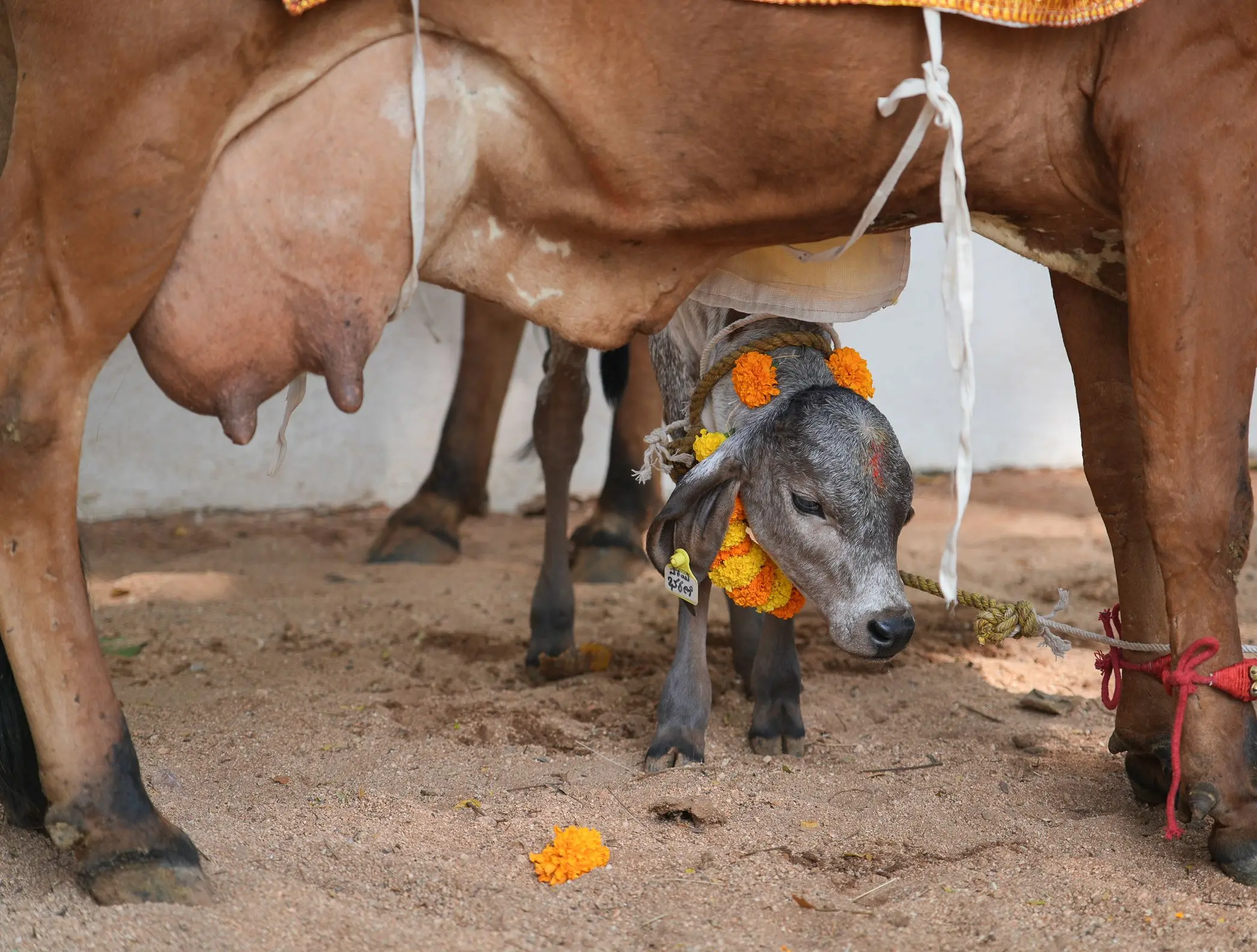 Village seva — Gir cows given to beneficiaries